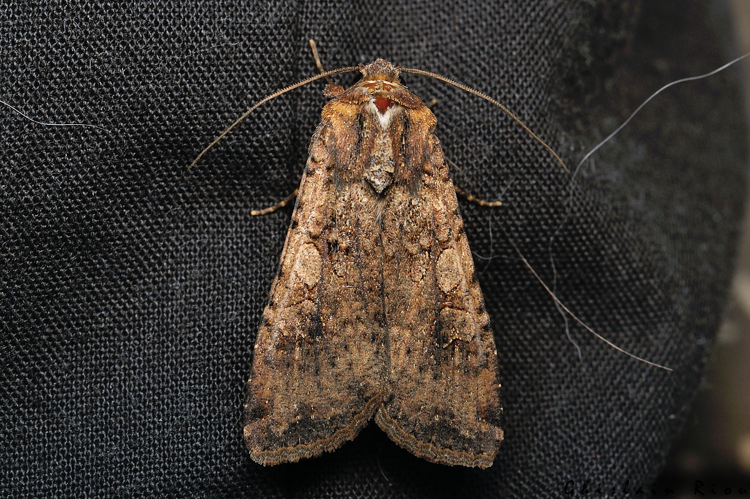 Peridroma saucia, 16 juin 2021, Rebigue 31 &copy; Ghislain Riou