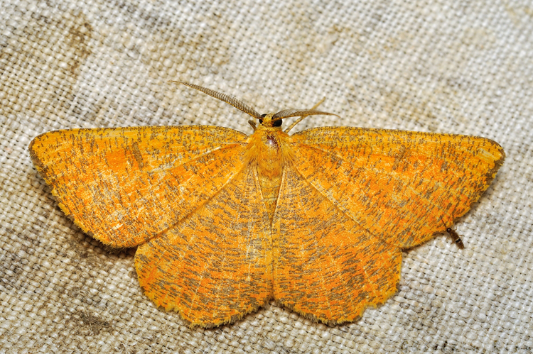 Angerona prunaria, juin 2021, Rebigue 31 &copy; Ghislain Riou