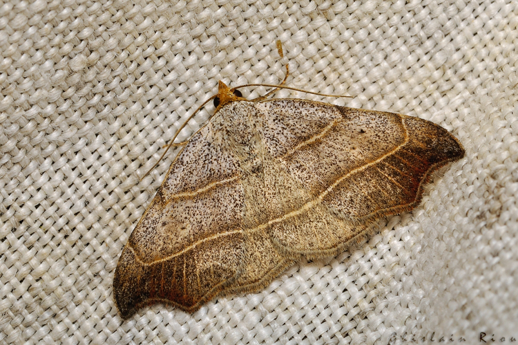 Laspeyria flexula, juin 2021, Rebigue 31 &copy; Ghislain Riou