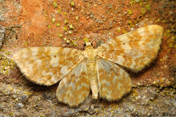 Hydrelia flammeolaria, juin 2021, Rebigue 31 &copy; Ghislain Riou