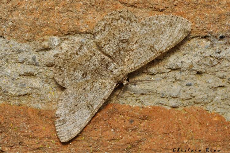 Hypomecis punctin, 24 juil. 2021, Rebigue 31 &copy; Ghislain Riou