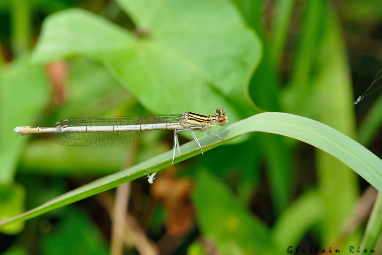 Platycnemis pennipes, 1er août 2021, Plaisance-du-Touch 31 &copy; Ghislain Riou