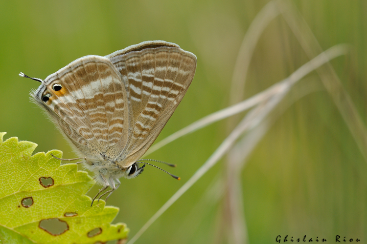 Lampides boeticus, 7 août 2021, Goyrans 31 &copy; Ghislain Riou
