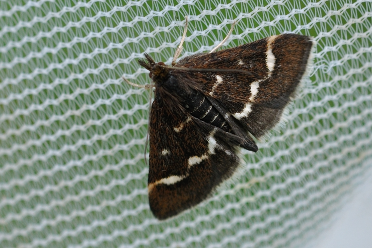 Pyrausta nigrata, 8 juin 2022, Bordères-Louron 65 &copy; Ghislain Riou