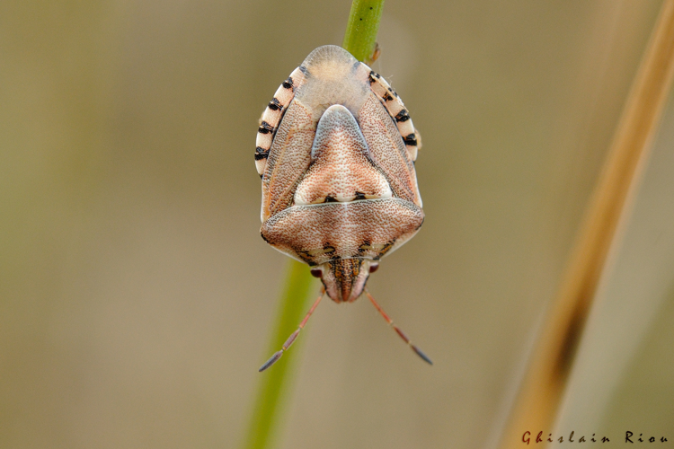 Antheminia absinthii, 23 juin 2022, Penne 81 &copy; Ghislain Riou