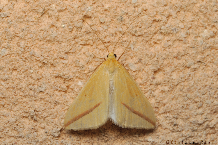 Rhodometra sacraria, 15 juillet 2022, Rebigue 31 &copy; Ghislain Riou