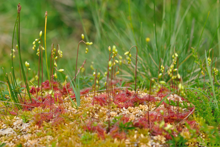 Drosera rotundifolia, 12 juillet 2022, Bordères-Louron 65 &copy; Ghislain Riou
