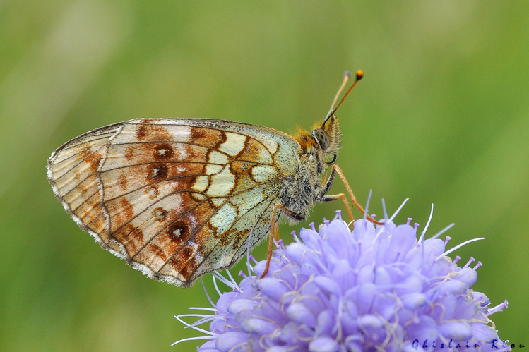 Brenthis ino, 22 juillet 2022, Gavarnie-Gèdre 65 &copy; Ghislain Riou