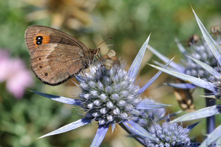 Erebia meolans, 23 juillet 2022, Gavarnie-Gèdre 65 &copy; Ghislain Riou
