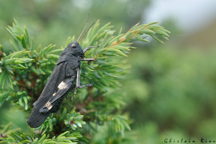 Psophus stridulus mâle, 10 août 2022, Bordères-Louron 65 &copy; Ghislain Riou