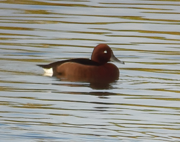 Fuligule nyroca mâle ad., 26 novembre 2022, Peyssies 31 &copy; Ghislain Riou