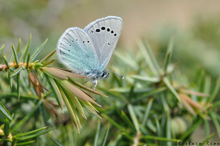 Glaucopsyche alexis, Payra-sur-L'Hers 11, 24 avril 2014 &copy; Ghislain Riou