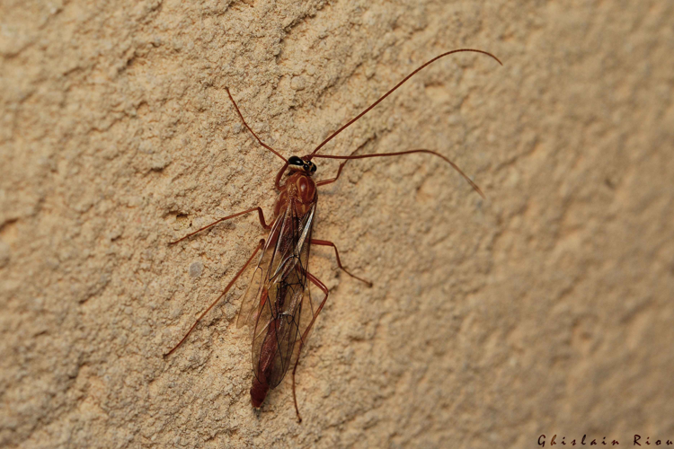 Ophion sp., Rebigue 31, 15 mars 2023 &copy; Ghislain Riou