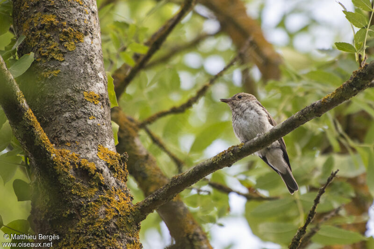 Gobemouche gris - Muscicapa striata (Launaguet - 31) &copy; Matthieu Bergès