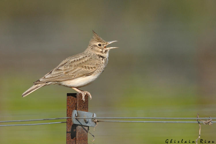 Cochevis huppé, 20 avril 2023, Leucate 11 &copy; Ghislain Riou