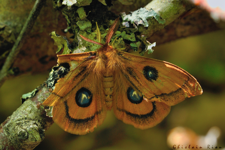 Aglia tau, 28 mai 2023, St-Chély-d'Aubrac 12 &copy; Ghislain Riou