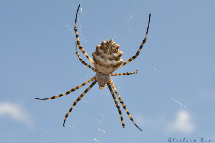 Argiope lobata, 15 juillet 2023, La Franqui (11) &copy; Ghislain Riou