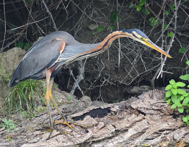 Héron pourpré adulte, 13 juillet 2019, Portet-sur-Garonne 31 &copy; Jean-Marc L'Hermite