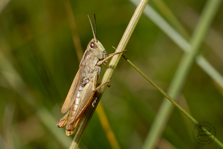 Gomphocerippus apricarius, Juil. 2019, Aston 09 &copy; Jessica Joachim
