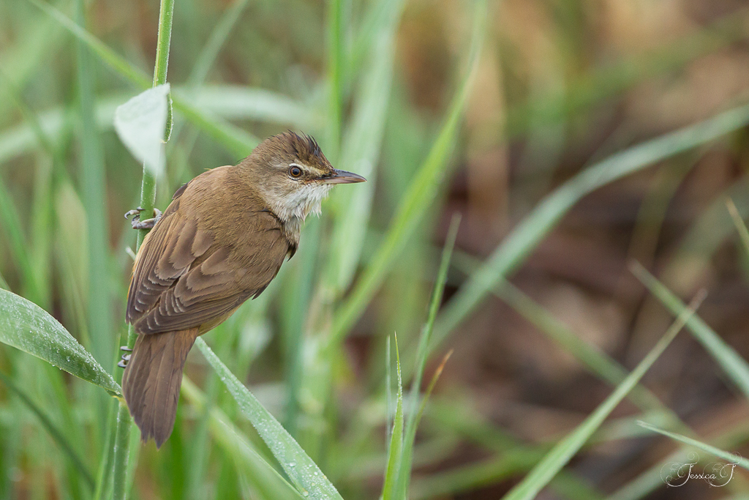 Rousserolle turdoïde &copy; Jessica Joachim