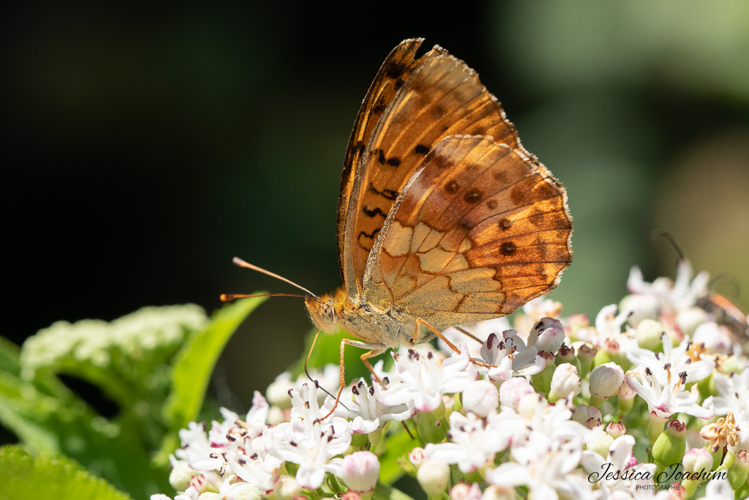 Brenthis daphne, Juillet 2022, Les Cammazes 81 &copy; Jessica Joachim