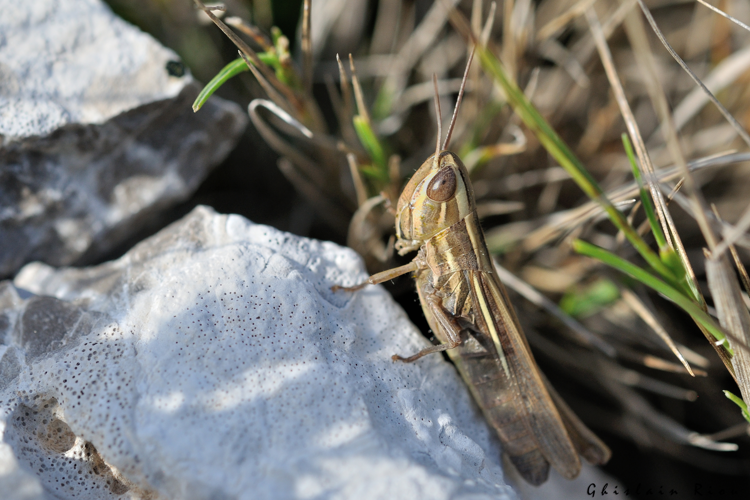 Euchorthippus chopardi  fem., 22 sept. 2023, Narbonne 11 &copy; Ghislain Riou