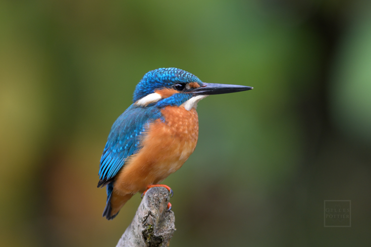 Alcedo atthis ♂, Montgaillard (Hautes-Pyrénées) &copy; Gilles Pottier