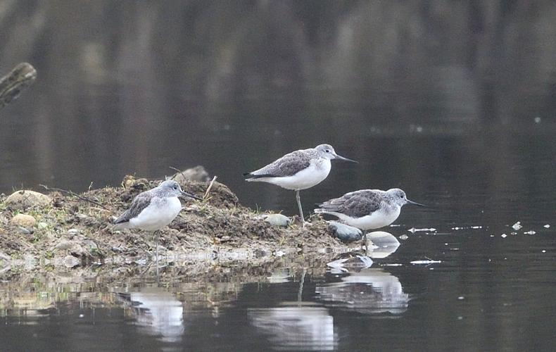 Chevaliers aboyeurs, janv. 2024, Portet-sur-Garonne 31 &copy; Jean-Marc L'Hermite