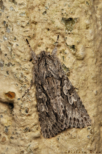 Xylocampa areola, 2 fév. 2024, Venerque (31) &copy; Ghislain Riou