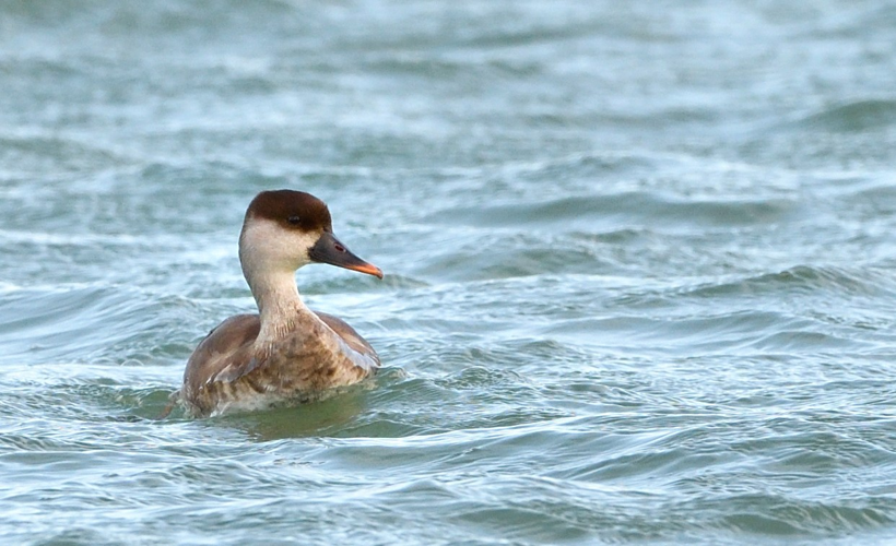 Nette rousse fem., 11 février 2024, Nailloux (31) &copy; Jean-Marc L'Hermite