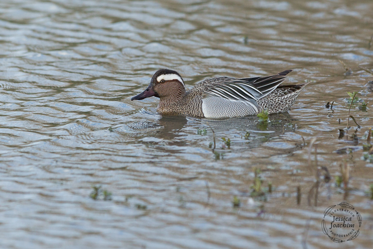 Sarcelle d'été mâle, mars 2020, Mazères (09) &copy; Jessica Joachim