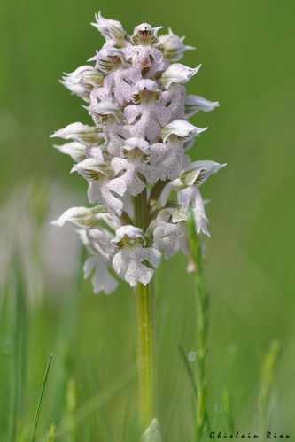 Neotinea lactea, 3 avril 2024, Lamasquère (31) &copy; Ghislain Riou