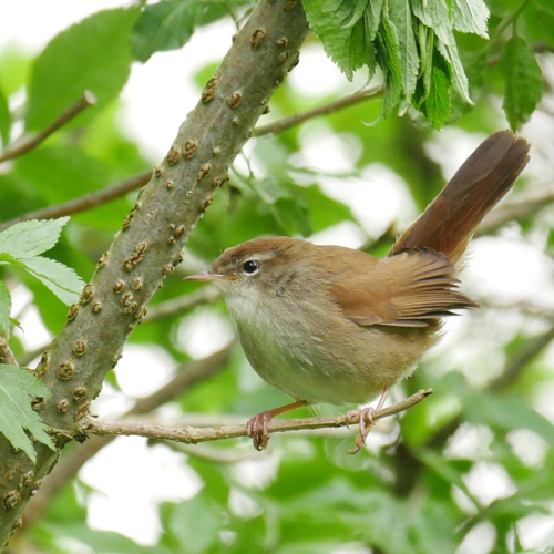 Bouscarle de Cetti, 6 avril 2024, Portet-sur-Garonne (31) &copy; Jean-Marc Lega