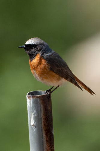 Rougequeue à front blanc mâle, 3 mai 2024, Minerve (34) &copy; Guillaume Bourgoin
