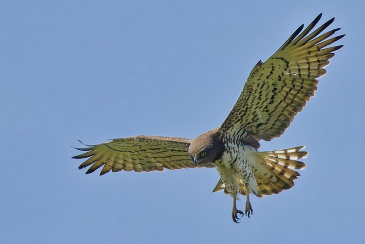Circaète Jean-le-Blanc, 4 mai 2024, Ouveillan (34) &copy; Bernard Laviron