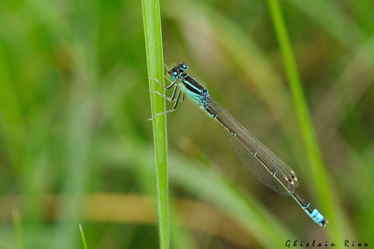 Ischnura pumilio mâle, 12 mai 2024, Venerque (31) &copy; Ghislain Riou