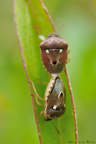 Accouplement Stagonomus bipunctatus, 8 juin 2024, Venerque (31) &copy; Ghislain Riou