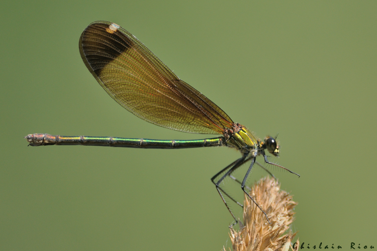 Calopteryx haemorrhoidalis fem, 10 juillet 2024, Lamasquère (31) &copy; Ghislain Riou
