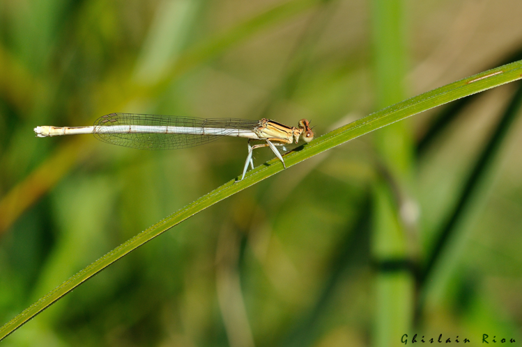 Platycnemis latipes mâle, 26 juil. 2024, Assier (46) &copy; Ghislain Riou
