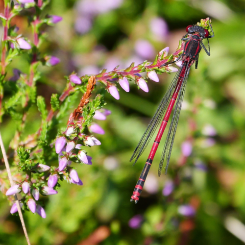 Pyrrhosoma nymphula, 6 août 2024, Gourbit (09) &copy; Jean-Marc Lega
