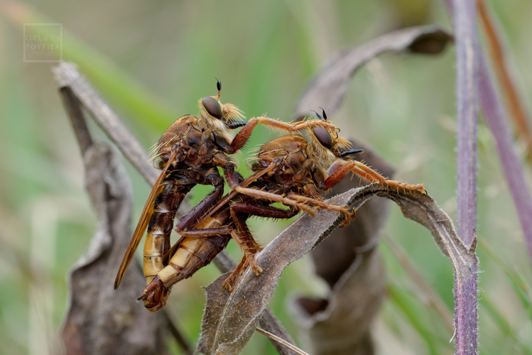 Asilus crabroniformis, accouplement (Bartrès, Hautes-Pyrénées, le 24/08/2024) &copy; Gilles Pottier