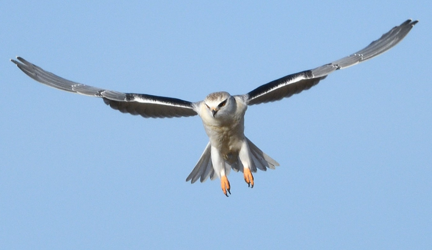 Élanion blanc, déc. 2024, Montaut (09) &copy; Jean-Marc L'Hermite