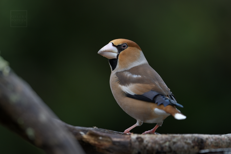 Grosbec casse-noyaux ♂, Cieutat (Hautes-Pyrénées) le 11/01/2025 &copy; Gilles Pottier