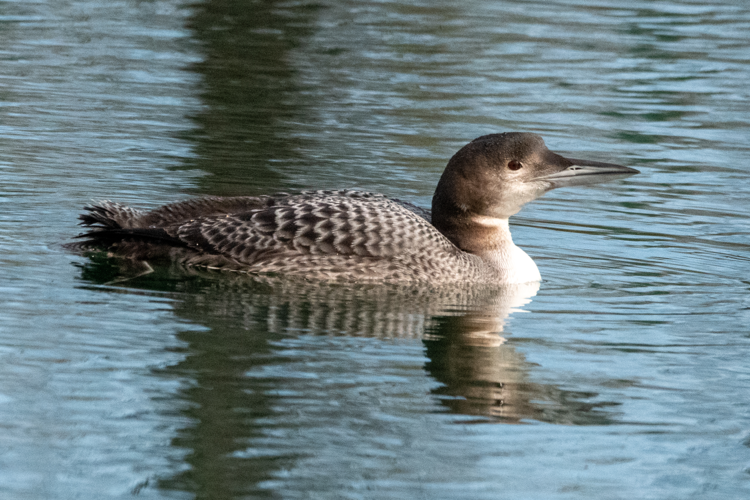 Plongeon imbrin H1, fév. 2025, Aucamville (31) &copy; Gaël Le Godec