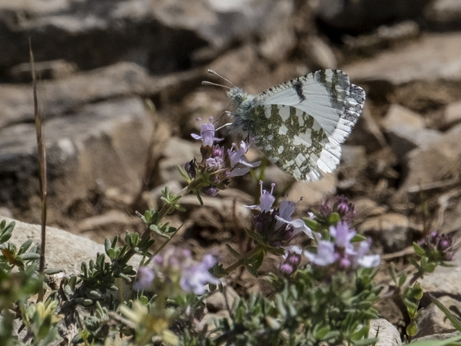 Iberochloe tagis, 3 mai 2025, Dio-et-Valquières (34) &copy; Marie-Paule Aznar