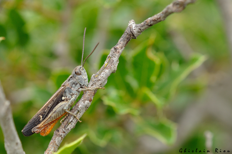 Omocestus raymondi mâle, 7 juin 2025, Narbonne (11) &copy; Ghislain Riou