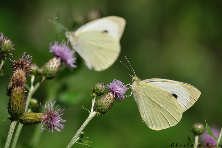 Pieris brassicae, 10 juin 2025, Auribail (31) &copy; Ghislain Riou