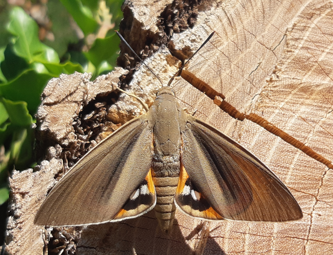 Paysandisia archon, 23 août 2025, Muret (31) &copy; Ghislain Riou