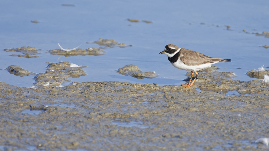 Grand Gravelot, 26 sept. 2025, Camargue (13) &copy; Guilhem Thorel