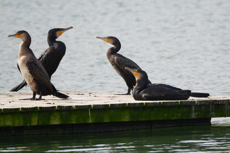 Grands Cormorans, 31 oct. 2025, Montgeard (31) &copy; Jean Marc Lega